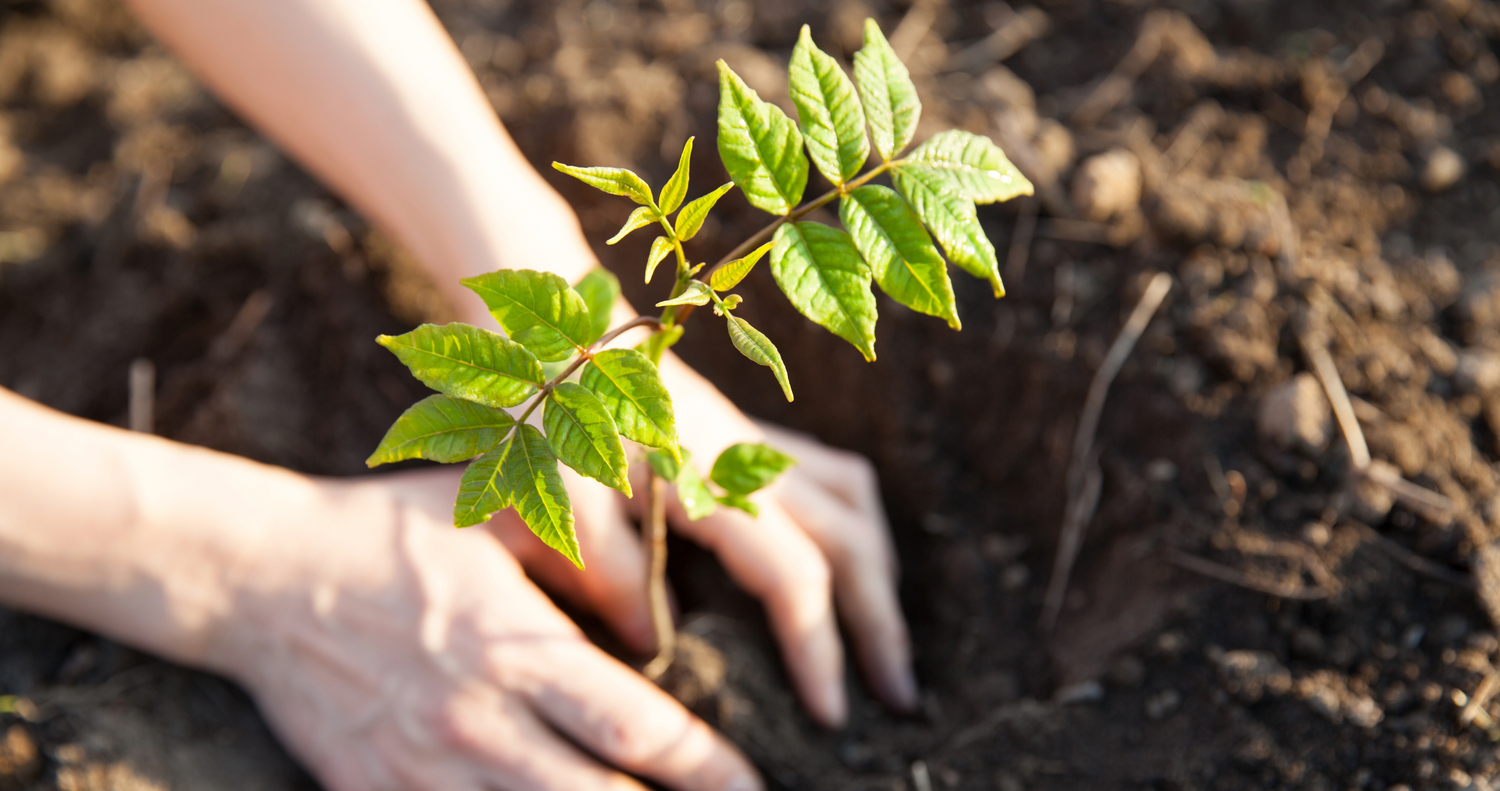 medio_ambiente_arbol_bettin